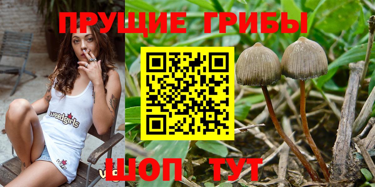 Электрогорск  Галлюциногенные грибы MAGIC MUSHROOMS  Вход с VPN  Галлюциногенные грибы мухоморы 
